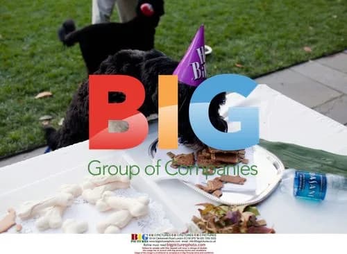 Bo, Obama\'s Family Dog, Celebrates Birthday