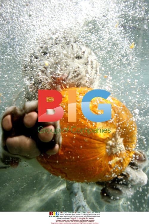 Bengal Tiger Cub Plays with Pumpkins