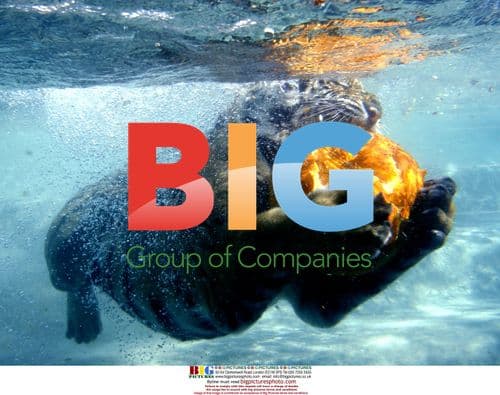 Bengal Tiger Cub Plays with Pumpkins