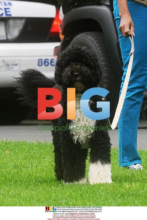Michelle Obama walks dog Bo