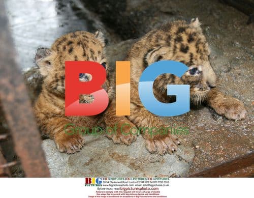 Tigon cubs shown to tourists in China