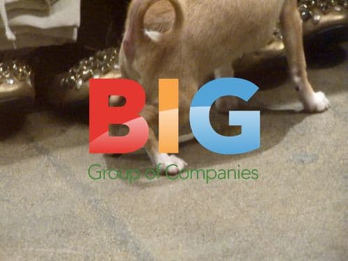 Paris Hilton Shopping in Beverly Hills