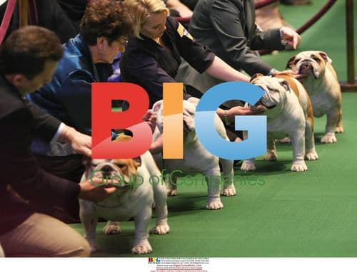 Westminster Kennel Club Dog Show