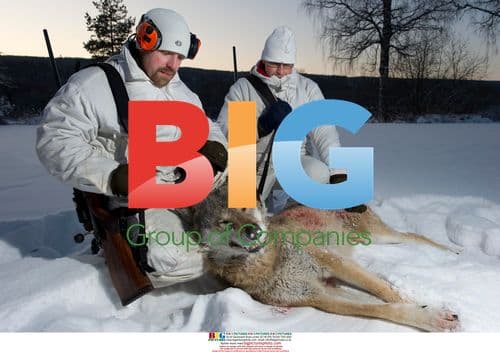 First legal wolf hunt in Sweden in 45 years