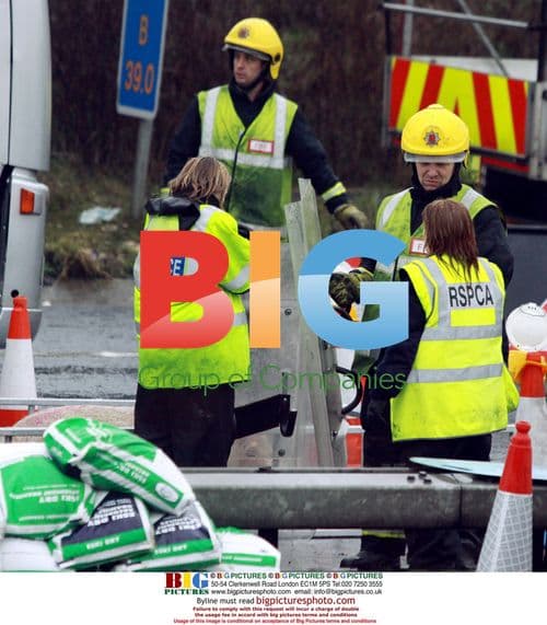 Pigs Escape After Lorry Overturns on M11 in Essex