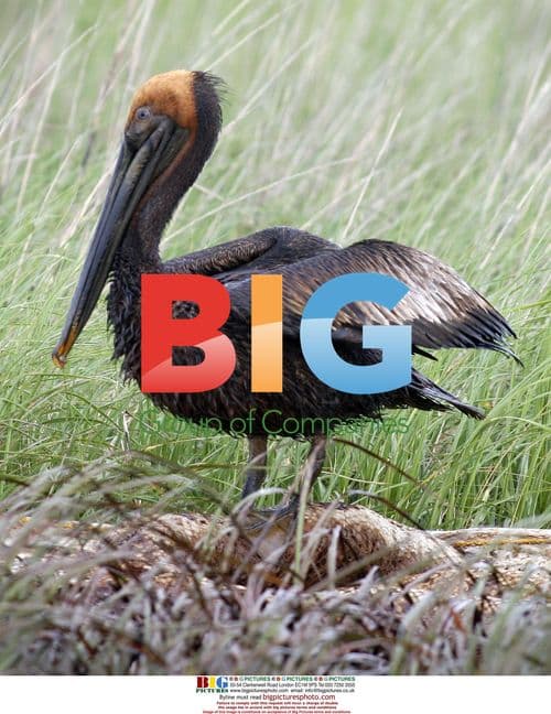 Pelican flying over oiled Louisiana marsh