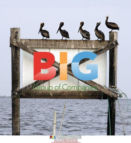 Pelicans in Barataria Bay, Louisiana