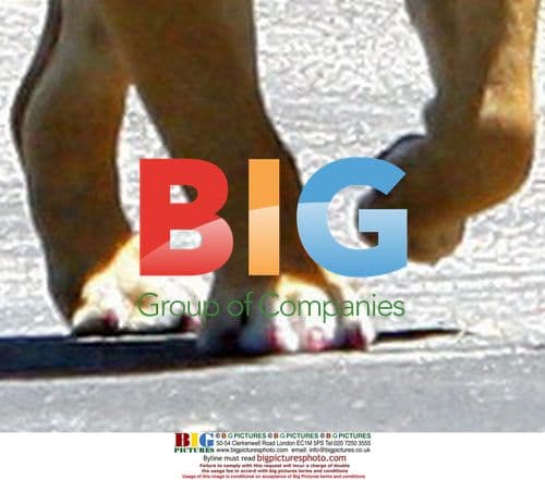 David and Victoria Beckham at Skateboard Park