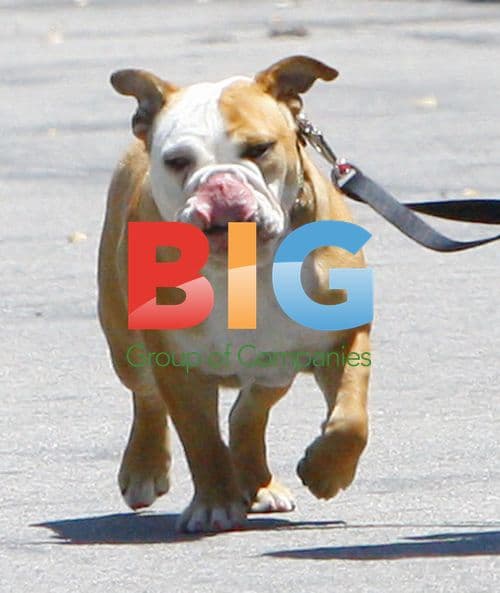 Beckham Family at Skatepark
