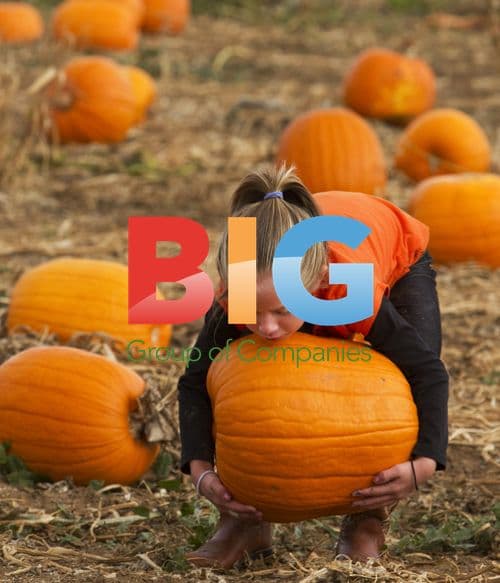 Children at Pumpkin Patch in Colorado