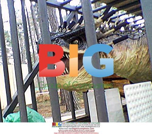 Harry Potter Dragon on Location